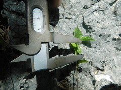 Solanum adscendens