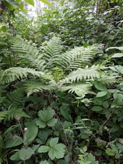 Athyrium filix-femina