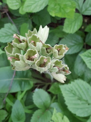 Primula veris
