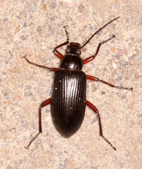 Praeugenini