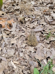 Anaxyrus fowleri