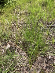 Carex vestita