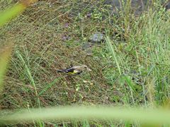 Carduelis carduelis britannica