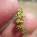 Herniaria ciliolata robusta - Photo 由 Aurélien Bour 所上傳的 (c) Aurélien Bour，保留部份權利CC BY-NC