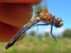 Leucorrhinia intacta