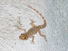 Mediodactylus heterocercus