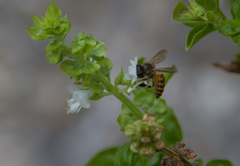 Apis cerana