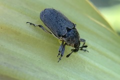 Trichobaris compacta