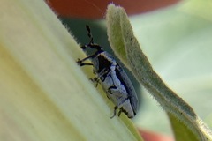 Trichobaris compacta