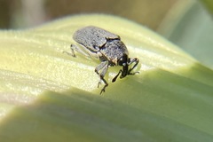 Trichobaris compacta