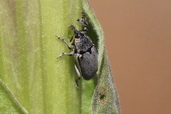 Trichobaris compacta