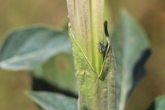 Trichobaris compacta