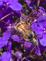 Apis mellifera