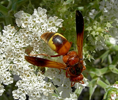 Rhynchium oculatum oculatum