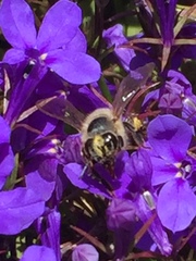 Apis mellifera