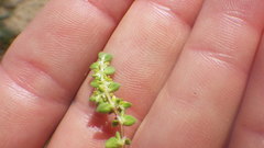 Herniaria ciliolata robusta