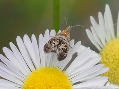 Tebenna gnaphaliella