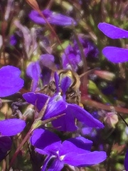 Apis mellifera