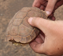 Greater Dwarf Tortoise photo 2