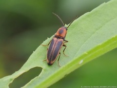 Megapenthes limbalis