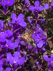 Apis mellifera