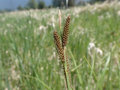 Carex aperta