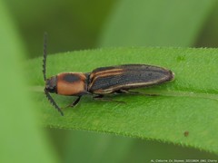 Megapenthes limbalis