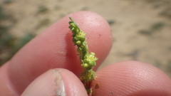 Herniaria ciliolata robusta