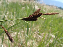 Carex aperta