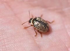 Calligrapha multipunctata