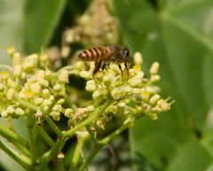 Apis cerana