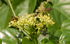 Apis cerana