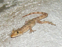 Mediodactylus heterocercus