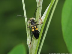 Typocerus lunulatus