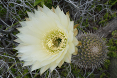 Trichocereus chiloensis litoralis