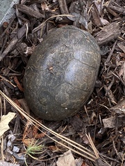 Kinosternon subrubrum