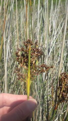Juncus acutus acutus