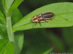 Pyractomena angulata