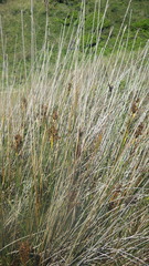 Juncus acutus acutus
