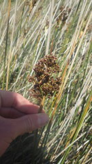Juncus acutus acutus
