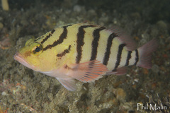 Hypoplectrodes annulatus