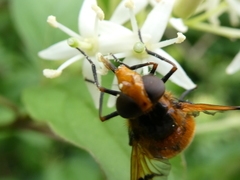 Volucella inflata