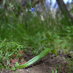 Tecophilaea violiflora