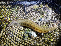 Cobitis taenia