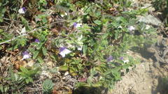 Kickxia commutata commutata