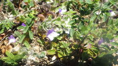 Kickxia commutata commutata