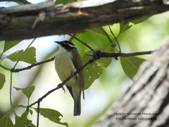 Melithreptus albogularis