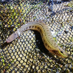 Cobitis taenia