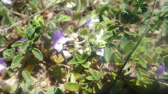 Kickxia commutata commutata