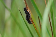 Eilema lurideola
